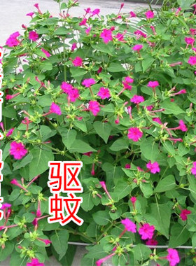 紫茉莉种子驱蚊花草地雷花种孑胭脂花阳台庭院易种小喇叭花种籽子