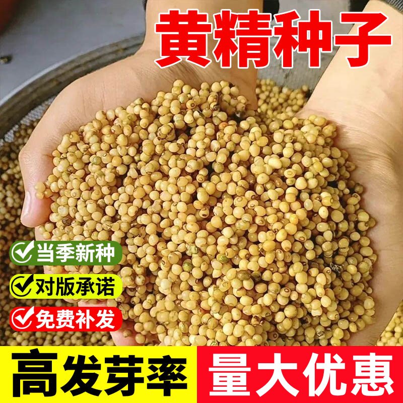 正宗药材黄精种子鸡头黄精多花老虎姜鸡爪参爪子参黄鸡菜玉竹种子