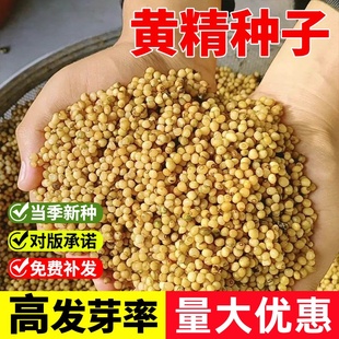 正宗药材黄精种子鸡头黄精多花老虎姜鸡爪参爪子参黄鸡菜玉竹种子