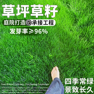 四季青草籽矮生护坡固土耐寒耐旱边坡绿化草坪草籽免修剪四季常青