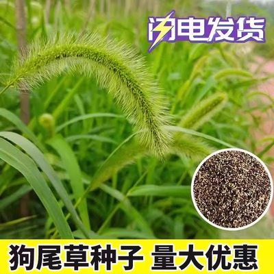 四季常青狗尾巴草种子