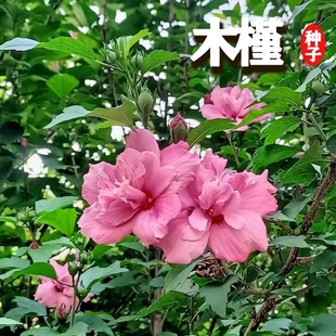 木槿种子 红花木槿种子 重瓣 朱槿 绿化林木苗木植物树种子