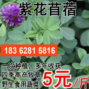 紫花苜蓿草种子多年生四季 牧草种子苜蓿菜种籽鸡鸭鹅牛羊鱼草种籽