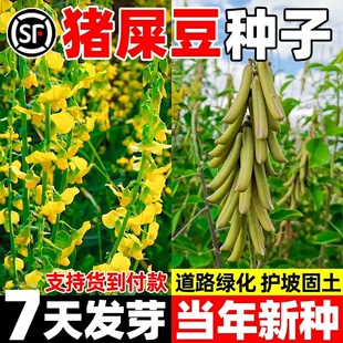 猪屎豆种子多年生护坡固土灌木草籽生态修复工程绿化种籽耐盐碱草