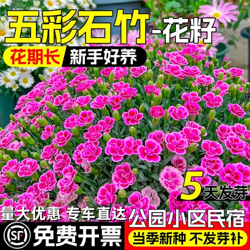 五彩石竹花种籽易播种易成活混色欧石竹种子庭院美国石竹花卉籽