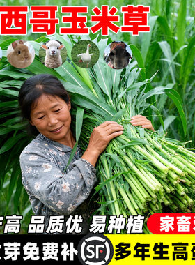 墨西哥玉米草种籽牧草种子猪牛
