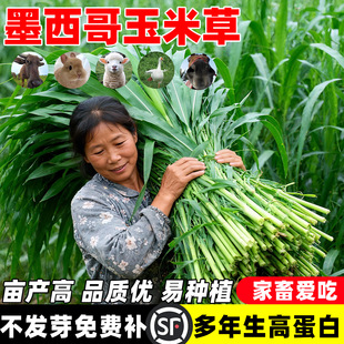 墨西哥玉米草种籽牧草种子猪牛多年生再生畜牧养殖喂鱼草种籽四季