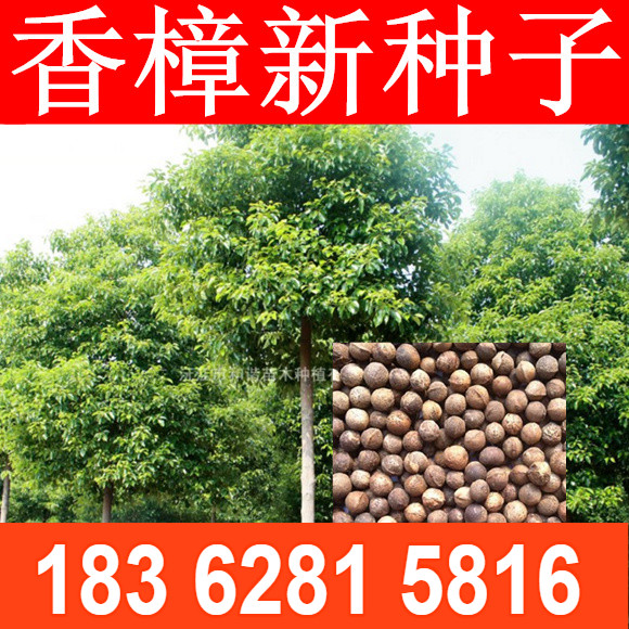 香樟树种子新采收大叶小叶香樟树净籽林木香樟种子绿化行道树包邮