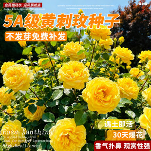 黄刺玫种子红刺玫四季种植开花易活当年新采种大花藤本种籽