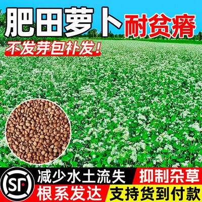 肥田萝卜种子耐贫瘠水土保持果园绿肥草籽四季高产高蛋白牧草种籽