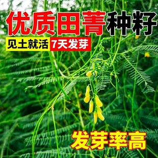 田菁种子耐盐碱碱青涝豆田青田箐护坡固土果园蜜源固氮绿肥草种籽