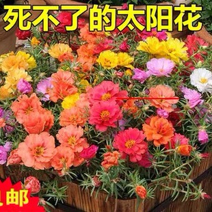 盆栽花卉多季种植半枝莲花籽太阳花种子重瓣死不了大花马齿苋包邮