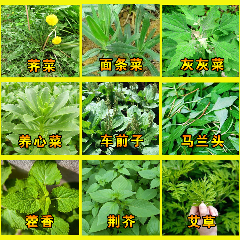 四季养生艾草紫苏蒲公英蔬菜种子