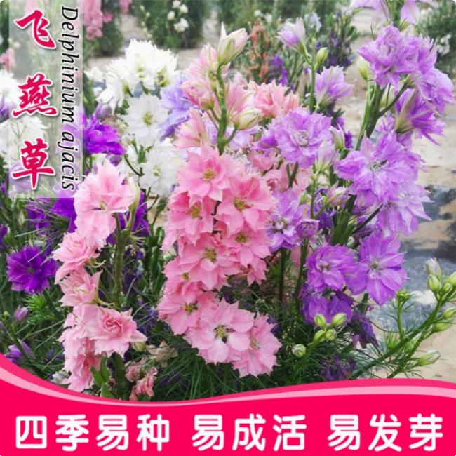 大花飞燕草大花苗盆栽耐寒庭院图片