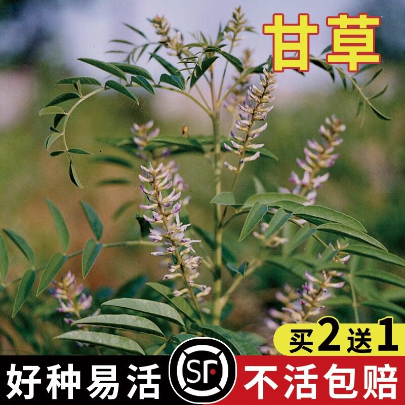 甘草种子纯新中药材种苗新疆红皮甘草种苗四季种植草甜根子