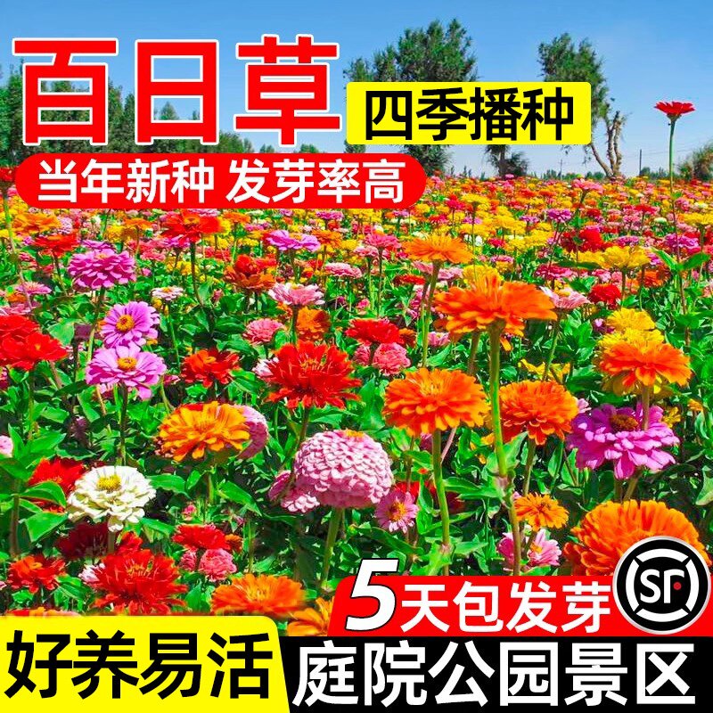 矮杆重瓣百日草花种籽子四季播种开花波斯菊节节高太阳花卉种孑图片