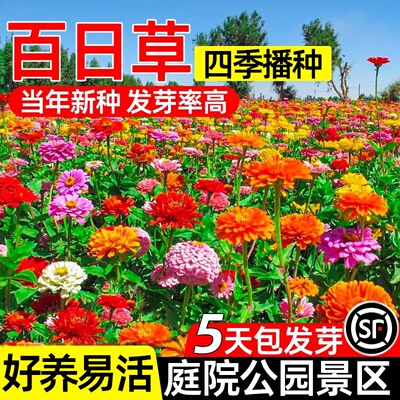矮杆重瓣百日草花种籽子四季播种开花波斯菊节节高太阳花卉种孑