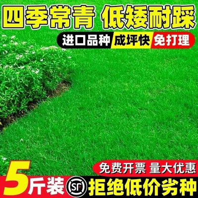 四季青草籽矮生护坡固土耐寒耐旱