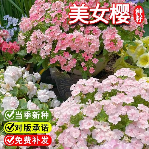 细叶美女樱种子美人樱花种盆栽吊篮四季播种开花绣球五色梅花籽苗