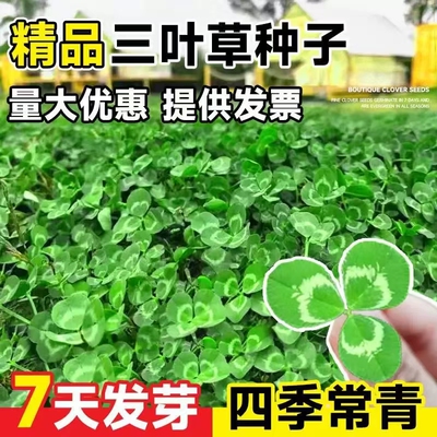 三叶草种子红白三叶种籽草坪草籽