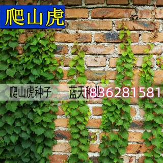 四季种子包邮爬山虎种子庭院耐寒花种子爬墙虎爬藤花易种易活花卉