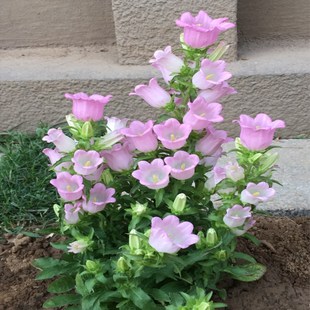 种易活花种子籽草花卉绿植物春季 风铃花盆栽开花室内外庭院四季 播