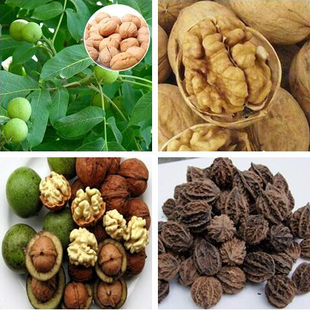 山核桃种子 薄皮纸皮核桃种子 胡桃 羌桃种子 种植文玩核桃树种子