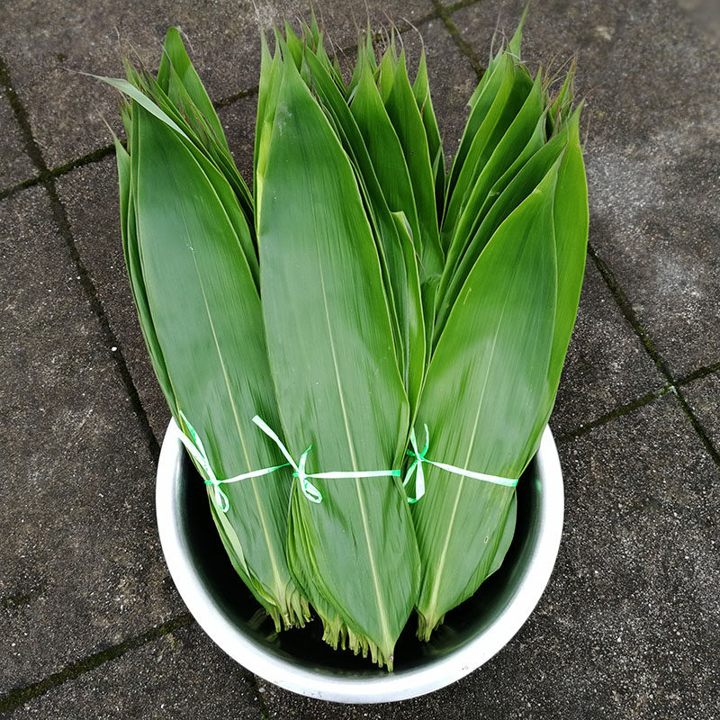 粽叶免邮新鲜特大粽子叶野生竹叶箬叶包粽子的叶子棕叶粽子叶新叶