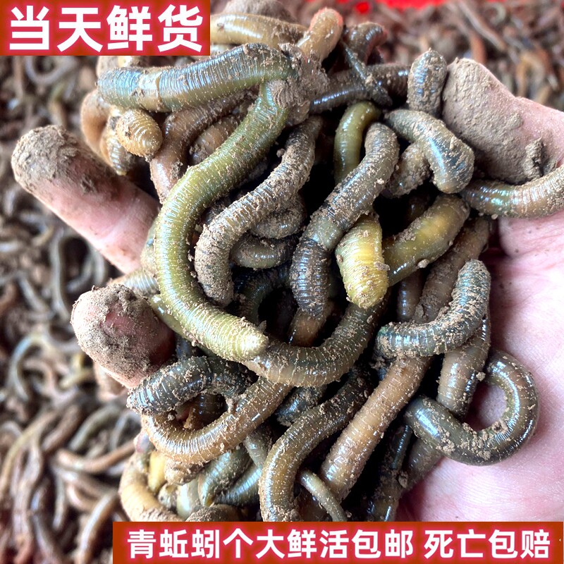 鲜活青蚯蚓钓黄鳝活体黑蚯蚓特大臭蚯蚓地龙松土蚯蚓垂钓钓鱼活饵