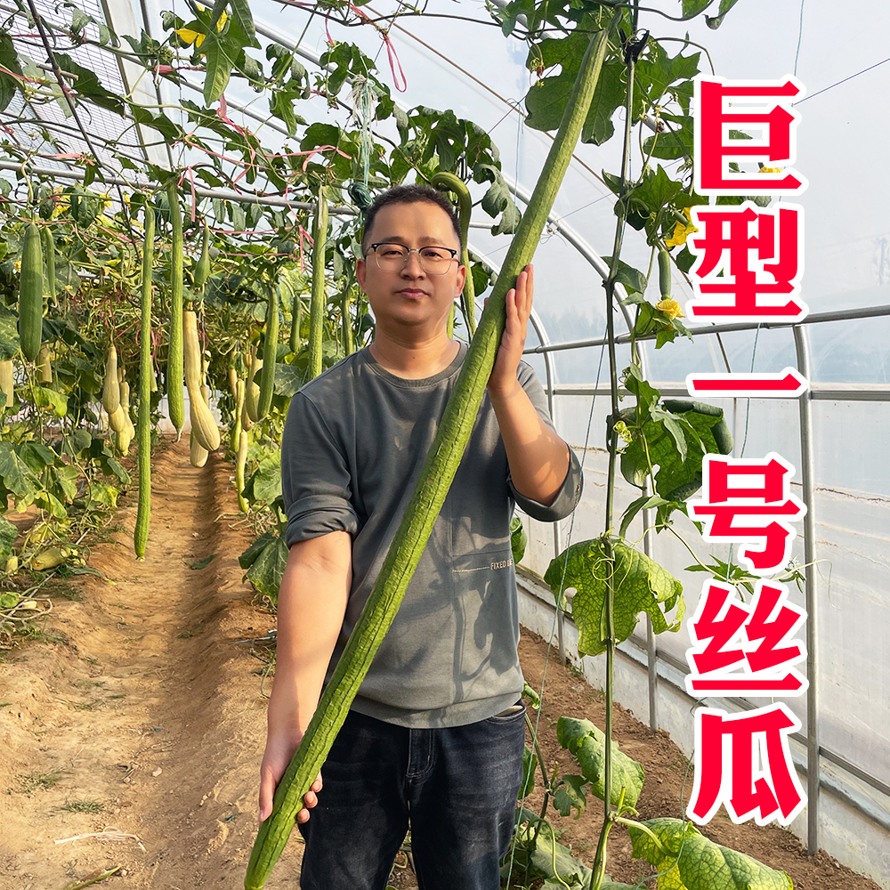 巨型一号特长丝瓜种子种孑超长高产巨型四季种籽春季夏季秋季盆栽