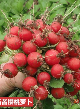 樱桃萝卜种子大全水果春秋樱桃萝卜菜籽四季种孑阳台盆栽蔬菜种籽