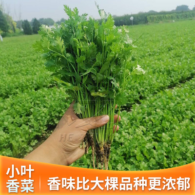 农家香菜阳台四季盆栽食用种子苗