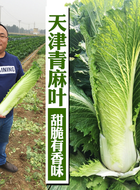 天津青麻叶大白菜种子种籽四季秋冬季蔬菜籽绍菜山东小大白菜种孑