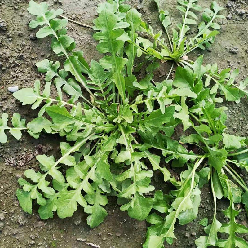 荠菜种子大全农家四季大叶春野菜种籽食用盆栽荠荠菜种籽孑青菜籽-封面