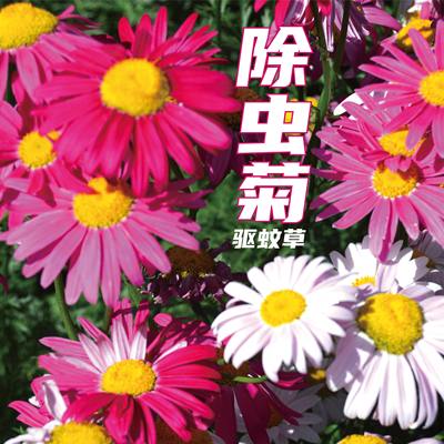 驱蚊除虫菊花四季栽培阳台种子