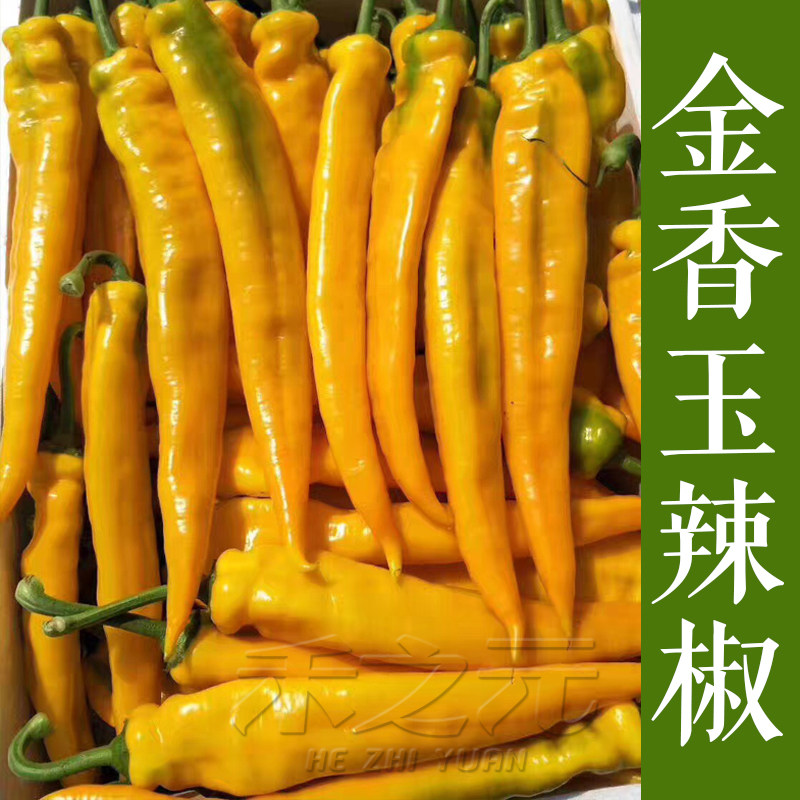 金香玉辣椒种子羊角椒种籽黄椒  彩椒香辣可口春季四季蔬菜种孑