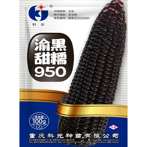 渝黑甜糯950黑甜糯玉米种子