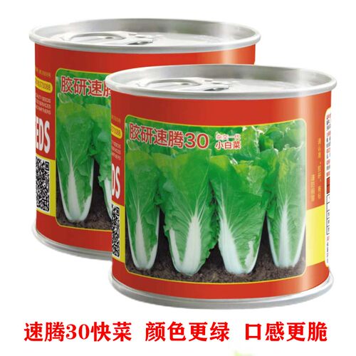 速腾阳台大田抗热四季快菜