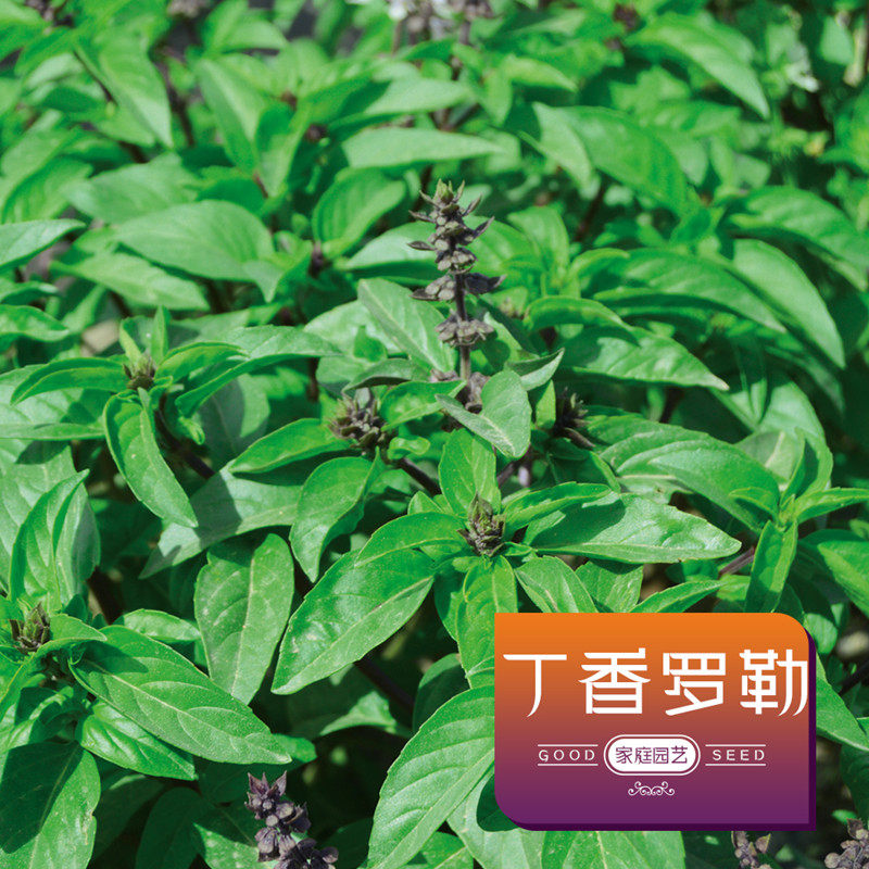 家庭园艺夏季丁香罗勒花卉种子图片