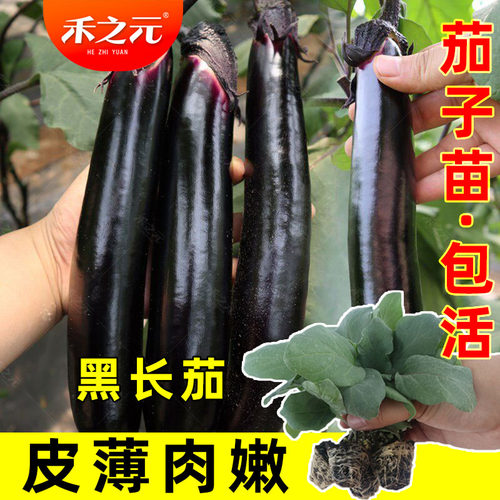 特高产茄子苗带土种子