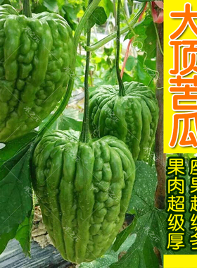 大顶苦瓜种子金钟四季春夏秋栽培四季春季夏盆栽苦瓜种籽蔬菜种孑