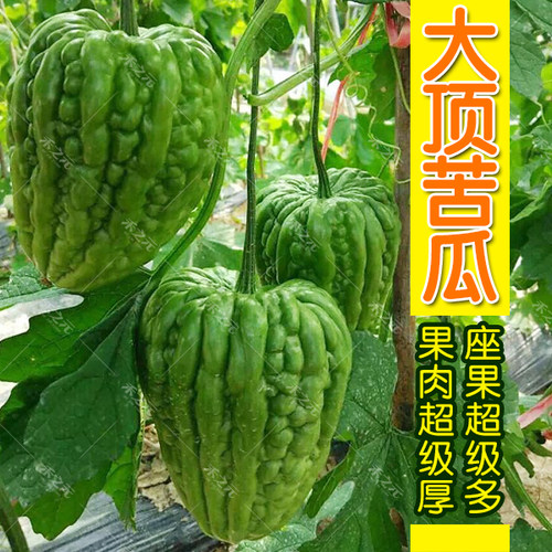 大顶苦瓜金钟蔬菜种子
