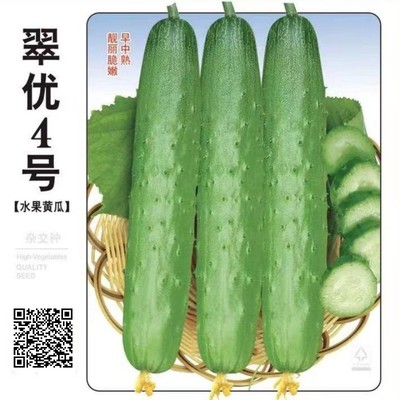 翠优4号水果黄瓜种籽四季盆栽