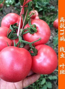 阿拉斯9号番茄种子耐低温大型粉果西红柿种籽四季蔬菜番茄种孑