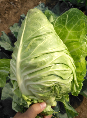 包菜种籽牛心甘蓝种子甘兰春秋包菜夏秋四季绿蔬菜种孑禾之元种业