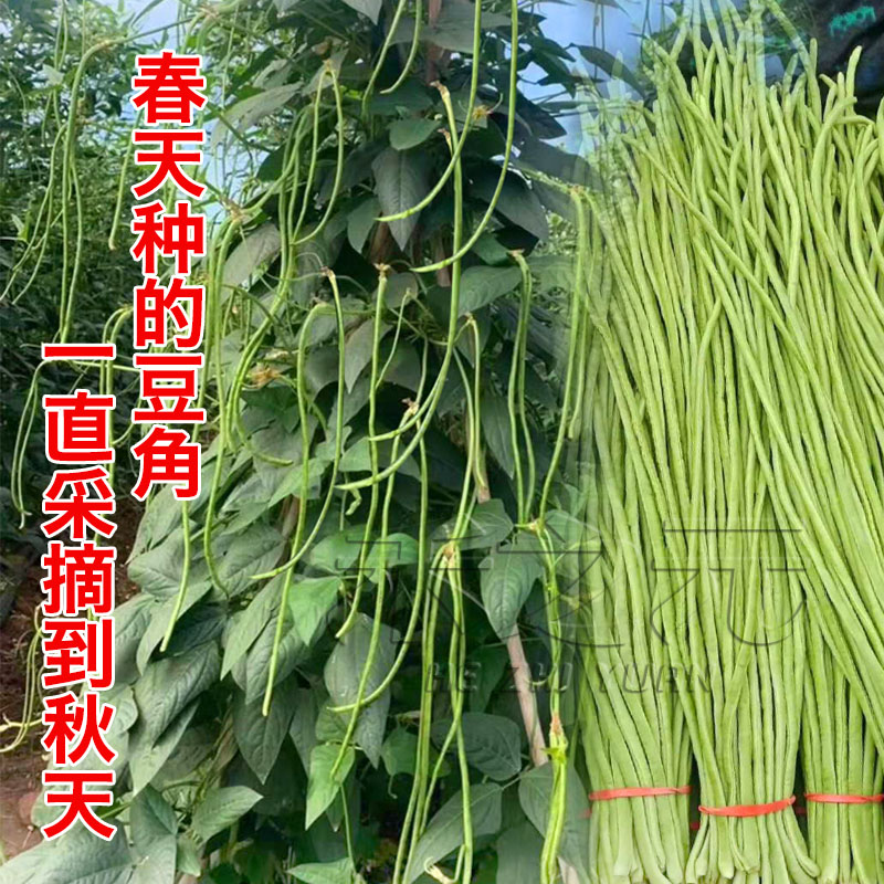 垂柳豆角种子肉厚菜豆豇豆青豆角白家...