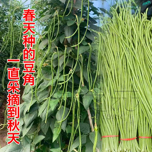 種籽春夏秋季 垂柳豆角種子肉厚菜豆豇豆青豆角白家庭四季 蔬菜種苗