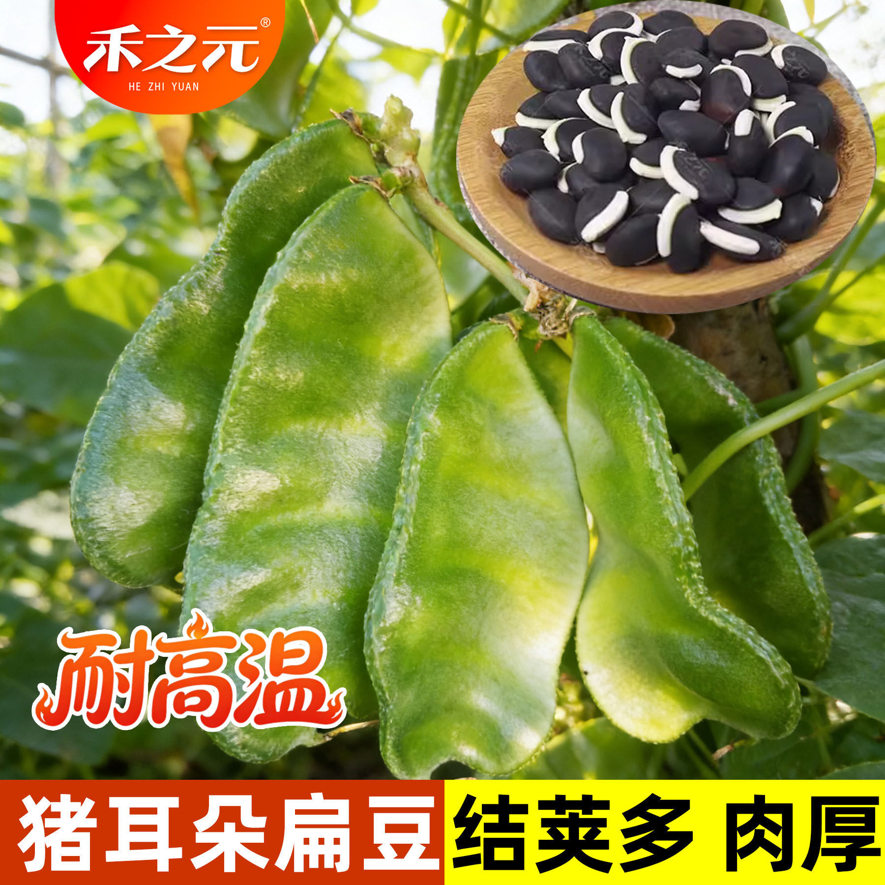 猪耳朵扁豆种子大全传统蔬菜种籽农家绿眉豆老品种四季春秋春天秋