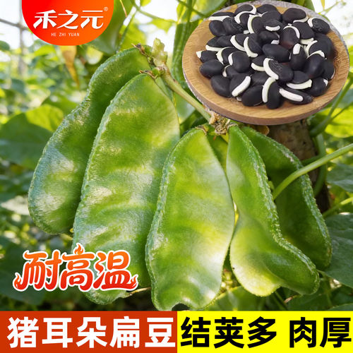 蔬菜猪耳朵传统绿眉豆四季种子