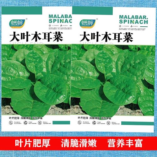 大叶木耳菜种籽四季清脆